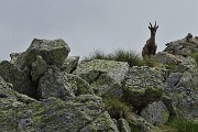 37 Ecco gli amici stambecchi, mi hanno avvistato !